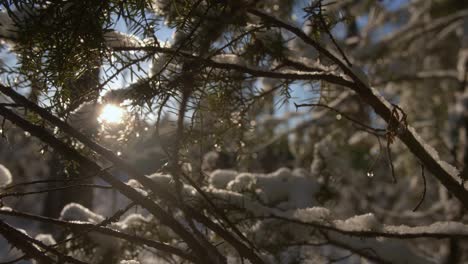 Sun-rays-through-a-winter-snowy-branches-of-trees-in-a-forest-in-Finland