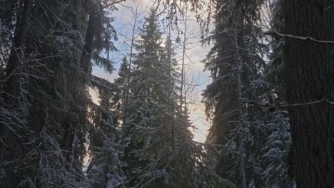 Winterwaldkiefern-Mit-Schnee-Auf-Ästen-Und-Sonnenstrahlen-Und-Blauem-Himmel