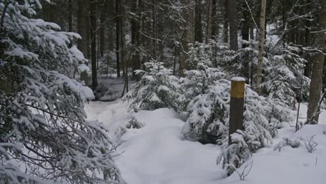Winter-forest-trail-with-tourist-walking-a-dog