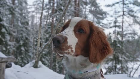 Dog-in-winter-looking-up-in-a-forest