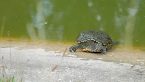 European-Pond-Turtule,-turtoise,-sunbathing-on-edge-of-pond