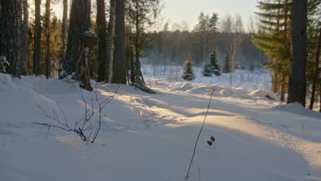 Winter-forest-trail-with-a-finnish-man-skiing-with-a-dog-in-sinny-weather