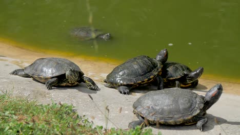 Group-of-European-Pond-turtles-warming-in-the-sun,-one-swimming-in-pond
