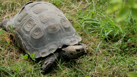 Schildkröte,-Schildkröte,-Die-Im-Gras-Ruht-Und-Wärme-Von-Der-Sonne-Auffängt