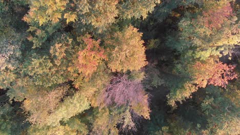 Luftzoom-Aus-Einem-Wald-In-Wunderschönen-Herbstfarben