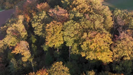 Aerial-zoom-out-of-a-forest-in-beautiful-fall-colors