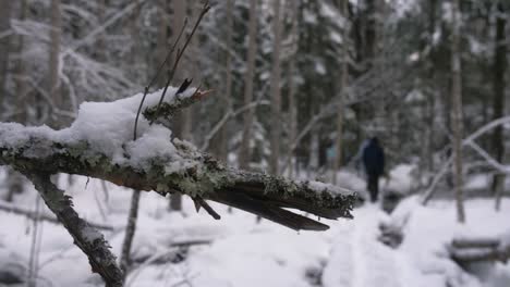 Tree-branch-shaking-in-a-winter-forest-with-snow-and-people-walking-in-a-blurry-bokeh-background