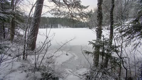 Winter-forest-lake-frozen-trees-and-ice-pov-walking