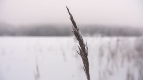 Frozen-plant-in-a-winter-lake-with-snow