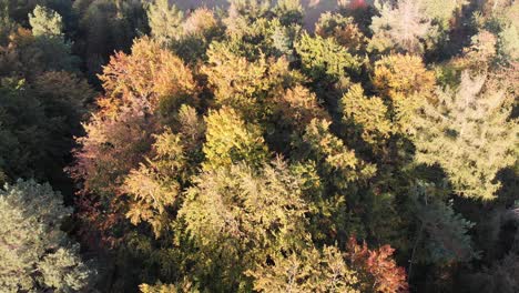 Luftaufnahme-Eines-Waldes-In-Schönen-Herbstfarben