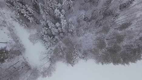 Aerial-of-a-frozen-winter-trees-in-Finland-with-mist