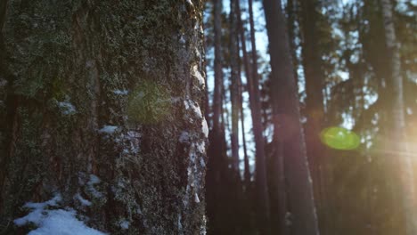 Tree-bark-in-a-winter-forest-with-sun-rays-and-flares