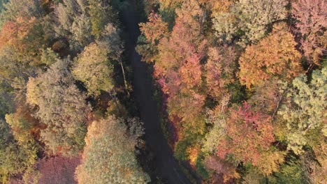 Aerial-view-of-a-forest-in-beautiful-fall-colors