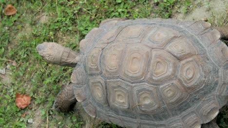 Turtle,-turtoise-slowly-moving-through-grass,-galapagos-turtle