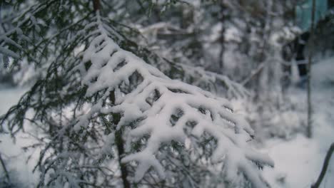 Pine-tree-with-snow-on-it's-branches-in-winter-forest
