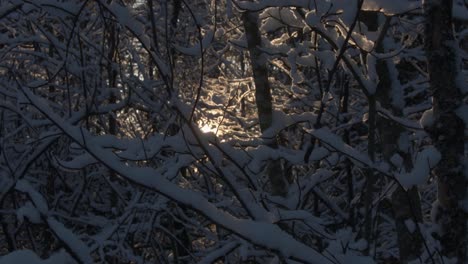 Sonnenstrahlen-Durch-Verschneite-Winterzweige-In-Einem-Wald-In-Finnland