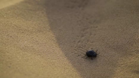 Escarabajo-Corriendo-En-La-Arena