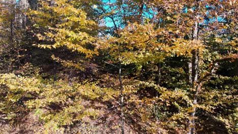 Kamerafahrt-Entlang-Einiger-Bäume-In-Wunderschönen-Herbstfarben-Mit-Herunterfallenden-Und-Im-Wind-Fliegenden-Blättern