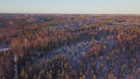 Winter-snowy-trees-aerial-footage-with-sun-and-red-orange-trees-and-pine