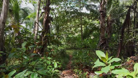 POV-of-a-hike-through-the-jungle-next-to-the-white-beaches-of-Anse-Coco,-Petit-Anse-and-Grand-Anse-on-La-Digue,-Seychelles