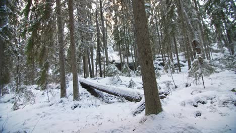 Winter-forest-fly-by-with-tall-pine-trees-and-snow