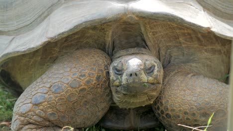 Galapagos-schildkröte,-Die-Ihren-Kopf-Ausstreckt,-Nahaufnahme,-Gefährdete-Tiere