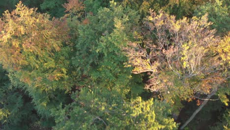 Aerial-zoom-out-of-a-forest-in-beautiful-fall-colors