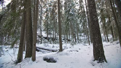 Winter-forest-fly-by-with-tall-pine-trees-and-snow