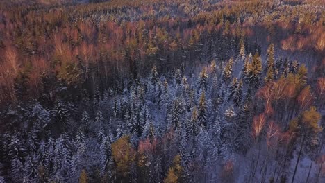 Winter-snowy-trees-aerial-footage-with-sun-and-red-orange-trees-and-pine