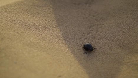 Käfer,-Der-In-Zeitlupe-Im-Sand-Läuft