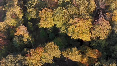Aerial-view-of-a-forest-in-beautiful-fall-colors