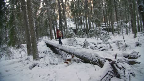 Man-walking-over-a-fallen-tree-in-winter-forest-with-snowy-ground,-dog-running-around