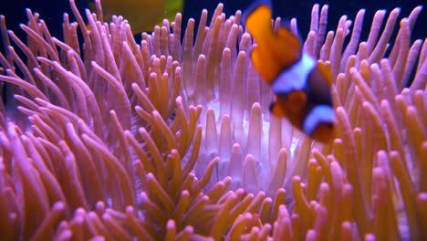 Clownfische-Schwimmen-In-Und-Um-Eine-Seeanemone-Herum