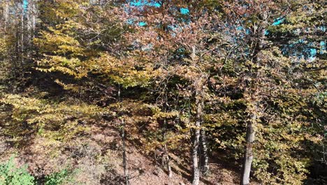 Kamerafahrt-Entlang-Einiger-Bäume-In-Wunderschönen-Herbstfarben-Mit-Herunterfallenden-Und-Im-Wind-Fliegenden-Blättern