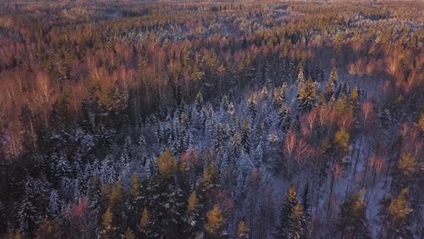 Winter-Verschneite-Bäume-Luftaufnahmen-Mit-Sonne-Und-Roten-Orangenbäumen-Und-Kiefern