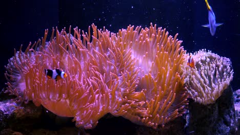 Clownfische-Schwimmen-In-Und-Um-Eine-Seeanemone-Herum