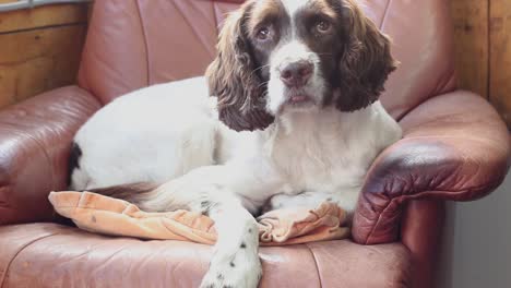 A-sad-Cocker-Spaniel-sits-on-a-leather-chair-in-his-home