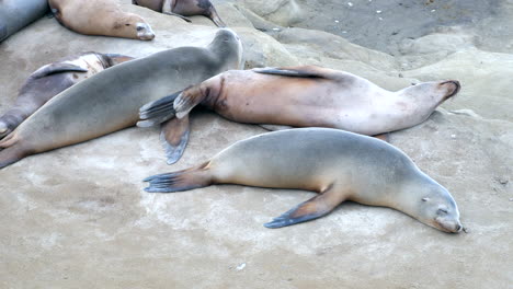 Sea-lions-resting-at-La-Jolla-Cove-in-San-Diego,-California