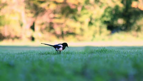 Single-Magpie-Searching-for-Food,-Bringer-of-Bad-Luck