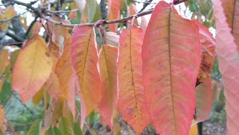 Gelbes-Herbstlaub-Auf-Einem-Baum,-Der-Im-Wind-Weht