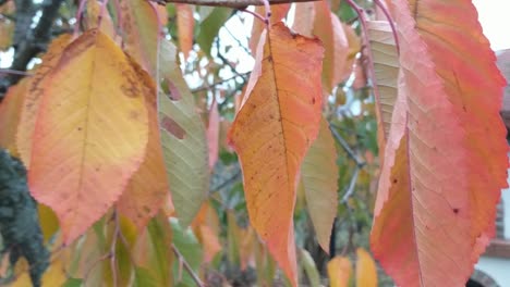 Gelbes-Herbstlaub-Auf-Einem-Baum,-Der-Im-Wind-Weht