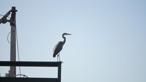 Slow-motion,-medium-shot-of-a-Great-Blue-Heron-on-a-dock