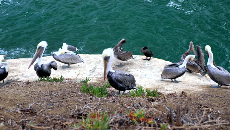 Pelicans-along-a-cliff-in-San-Diego,-California