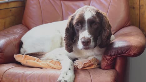 A-sad-Cocker-Spaniel-jumps-off-of-a-leather-chair-in-his-home