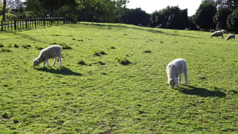 Kleine-Schafe,-Die-Gras-Auf-Einem-Baumhügel-In-Neuseeland-Fressen