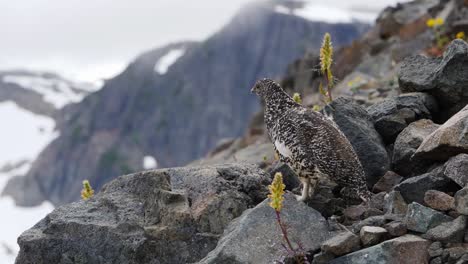 Slow-motion,-medium-shot-of-White-tailed-Ptarmigan-in-the-alpine-of-British-Columbia