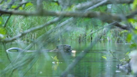 Medium-shot-of-beaver-eating-in-a-pond