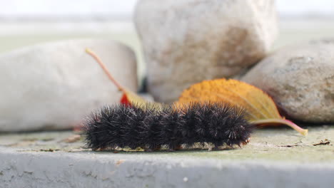 Sideview-close-up-of-Giant-Leopard-Moth-caterpillar-crawling-on-cement-on-sunny-day