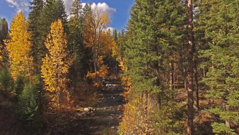 Aerial-Drone-shot-panning-down-a-creek-or-stream-in-the-fall-or-autumn-in-Montana