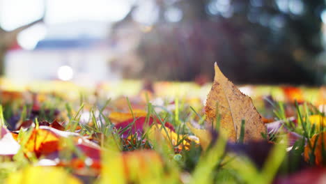 Close-up-shot-of-colorful-fall-leaves-in-the-grass